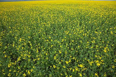 《古惑狼》和《使命召唤》工作室分别遭遇大规模裁员