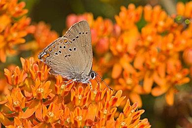 《电锯甜心RePOP》配置需求公开 最低GTX 1060